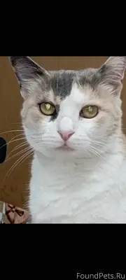 SOS!!!Пропала кошка.Откликаетс...