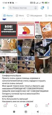 Интересует кот полосатый у мен...
