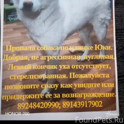 Оффтоп Пропала собака Сообщите...