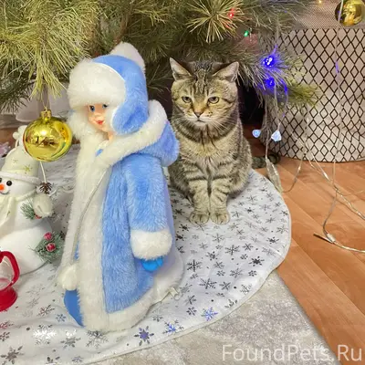 Пропал кот в районе центра,где...