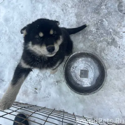 Потерялся щенок, район машзаво...