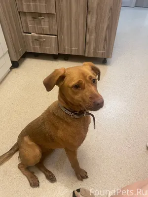 Найдена собака на остановке Пн...