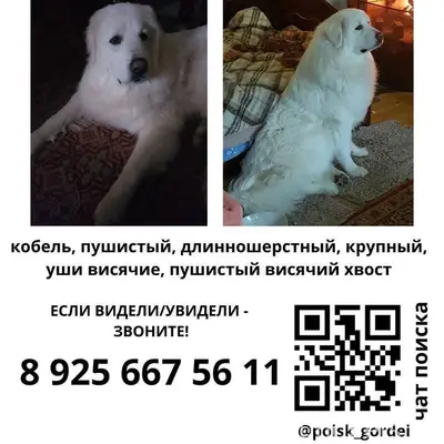 #потеряшки_собаки_пв Пропала с...