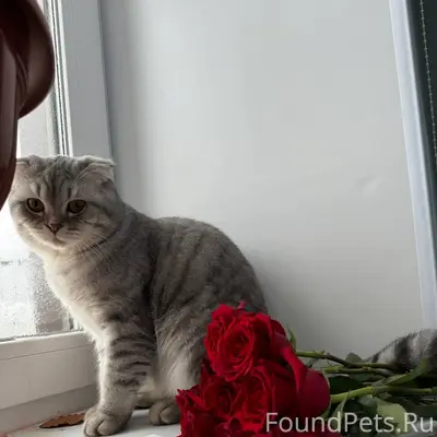 Пропал кот, откликается на кли...