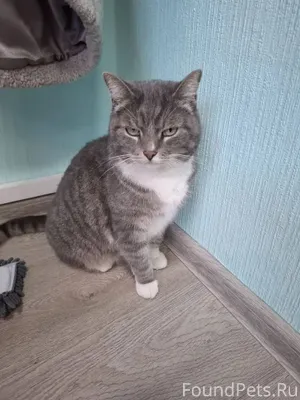 #Калуга Просим отозваться хозя...