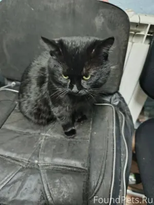 Найдена кошка: кот, ручной на ...