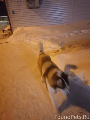 Чей потеряшка бегает 7а 41, оч...