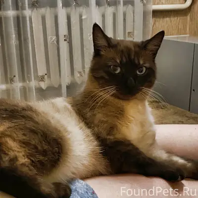 Добрый день! Пропал кот по кли...