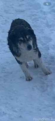 Пропала собака Малыш- небольшо...