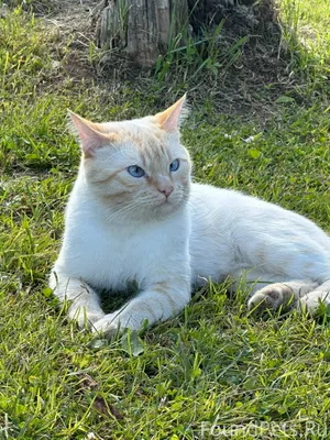 Пропал кот, Тиша. Кебанъель, у...