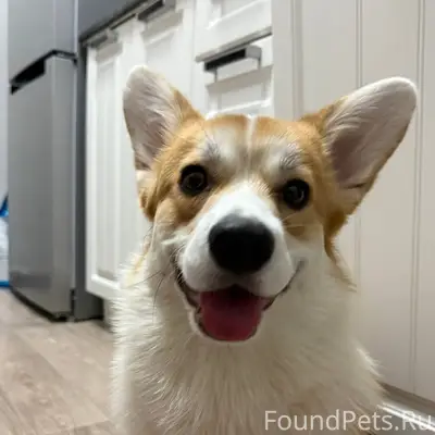 Пропала собака породы корги. Н...