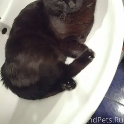 Здравствуйте,просьба помочь,пр...