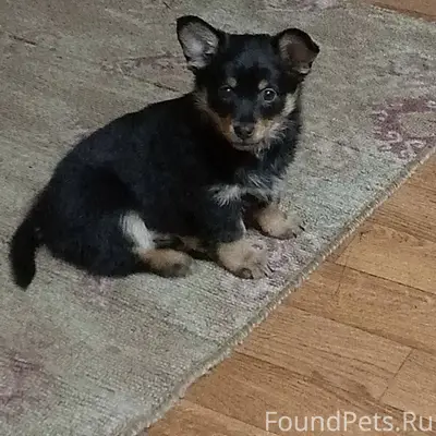 ❗🐕Потерялся щенок Арчи, может ...