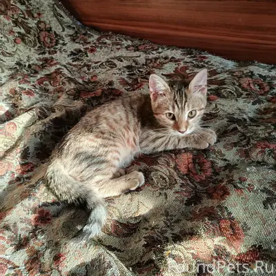 Добрый вечер друзья пропал кот...