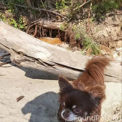 Потерялся пëс в районе Рогачёв...