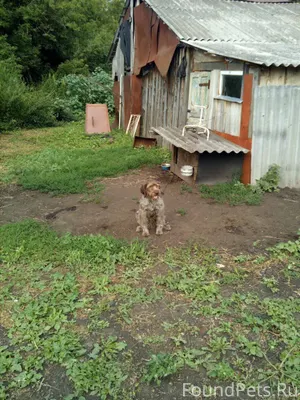 Добрый день! Пропала собака по...