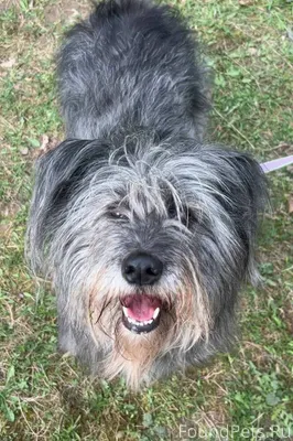 19.04.2025 убежала из приюта.....