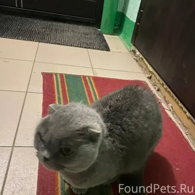 На Еловой найден кот/кошка, вт...