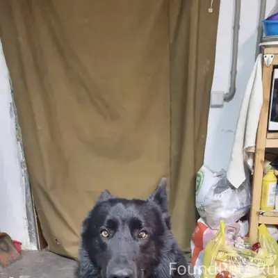 ПРОПАЛА НЕМЕЦКАЯ ОВЧАРКА! Убеж...