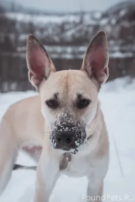 19 января убежала собака, отзы...