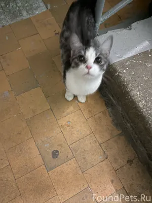 Найдена кошечка маленькая, оче...