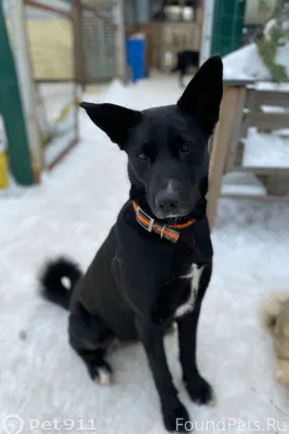 Найдена собака! Пожалуйста, ма...