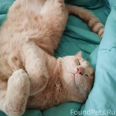 Ждем кота-Персика домой, если ...