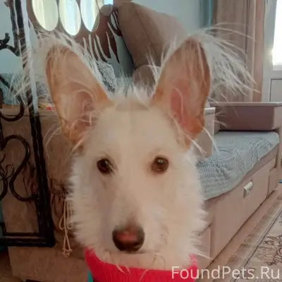 ПРОПАЛА СОБАКА! в районе бассе...