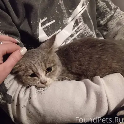 Найдена маленькая кошечка на п...