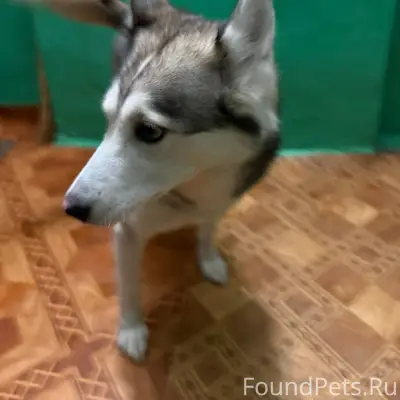 Найдена собака, девочка. СРОЧН...