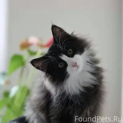 Пропал кот, район верхняя бере...