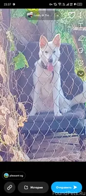 Здравствуйте! ❗Пропала собака❗...