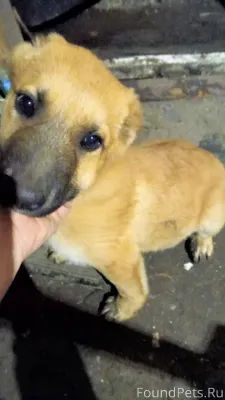 Пропала собака,в районе Правой...