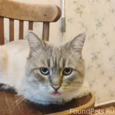 Пропал кот. Может кто то видел...