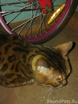 Найден кот/кошка. Ищем старых ...