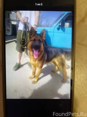 Срочно!!! Пропал пес, кобель, ...