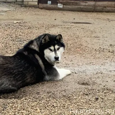 В районе Красной зари пропала ...