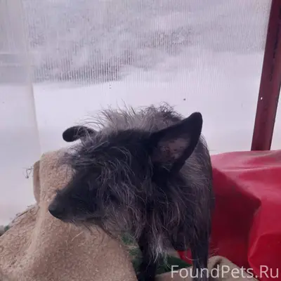 Ищем хозяев! В получасе езды о...