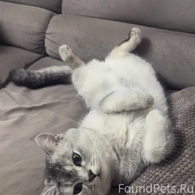 Пропал кот, ушел из дома вечер...