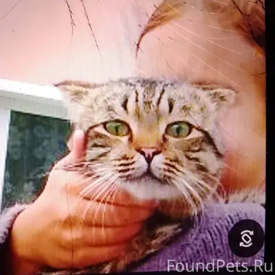 Кот Вася потерялся где то лето...