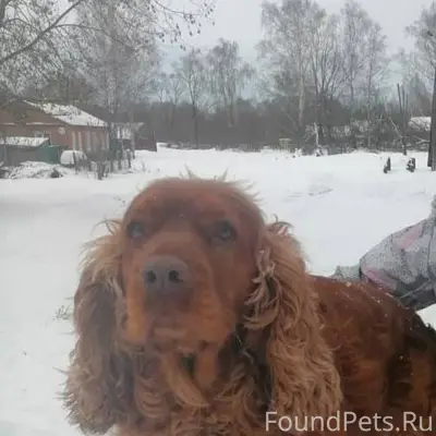 Здравствуйте. Пропала собака, ...