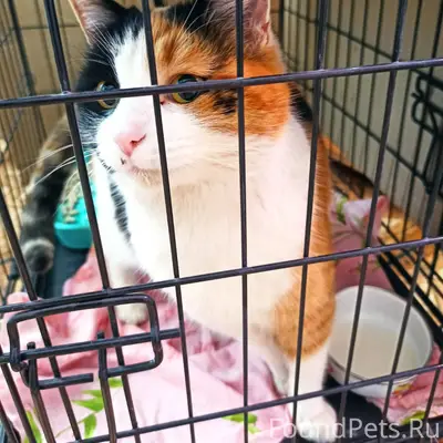 Срочно!!! Кто потерял кошечку ...