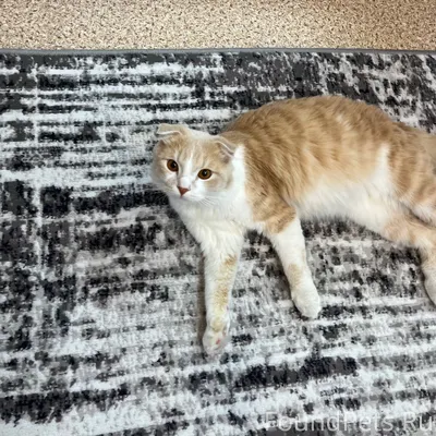 18 января поздно вечером на тр...