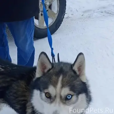 Убежала собака хаски. Может кт...