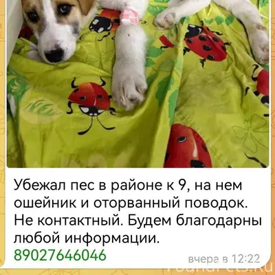 Иркутск! Убежал пес в районе к...