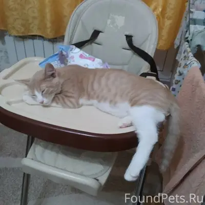 Пропал кот в районе Черёмушек,...