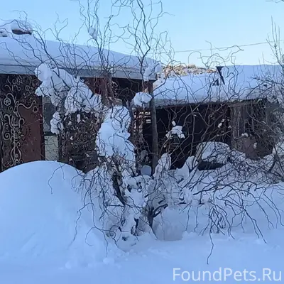 С Новым Годом! С Новым счастье...