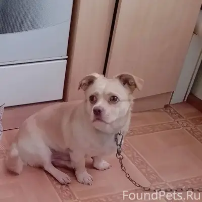 Потерялась собака , по кличке ...