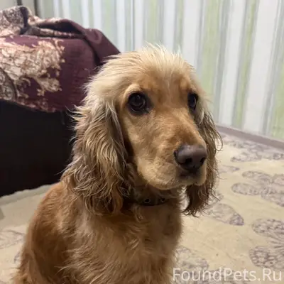 Была найдена собака в районе О...