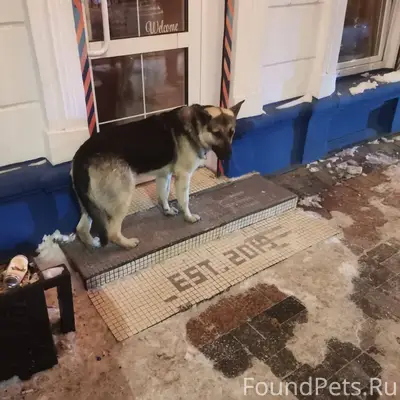 Пес мечется по богдана хмельни...